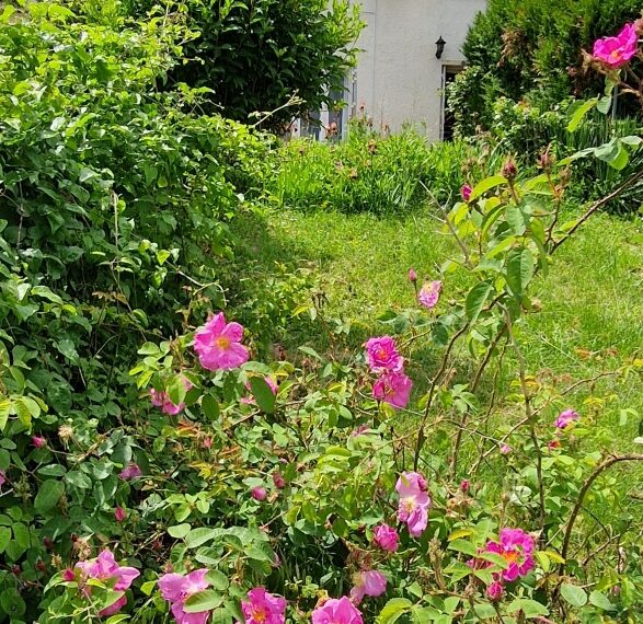 photo_5dc8ff3aa735f6c457a2cdfb30734c8d